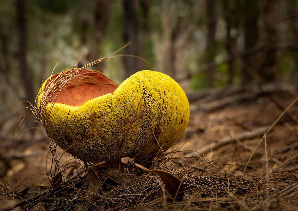 Fungi - prize winner in photograph competition