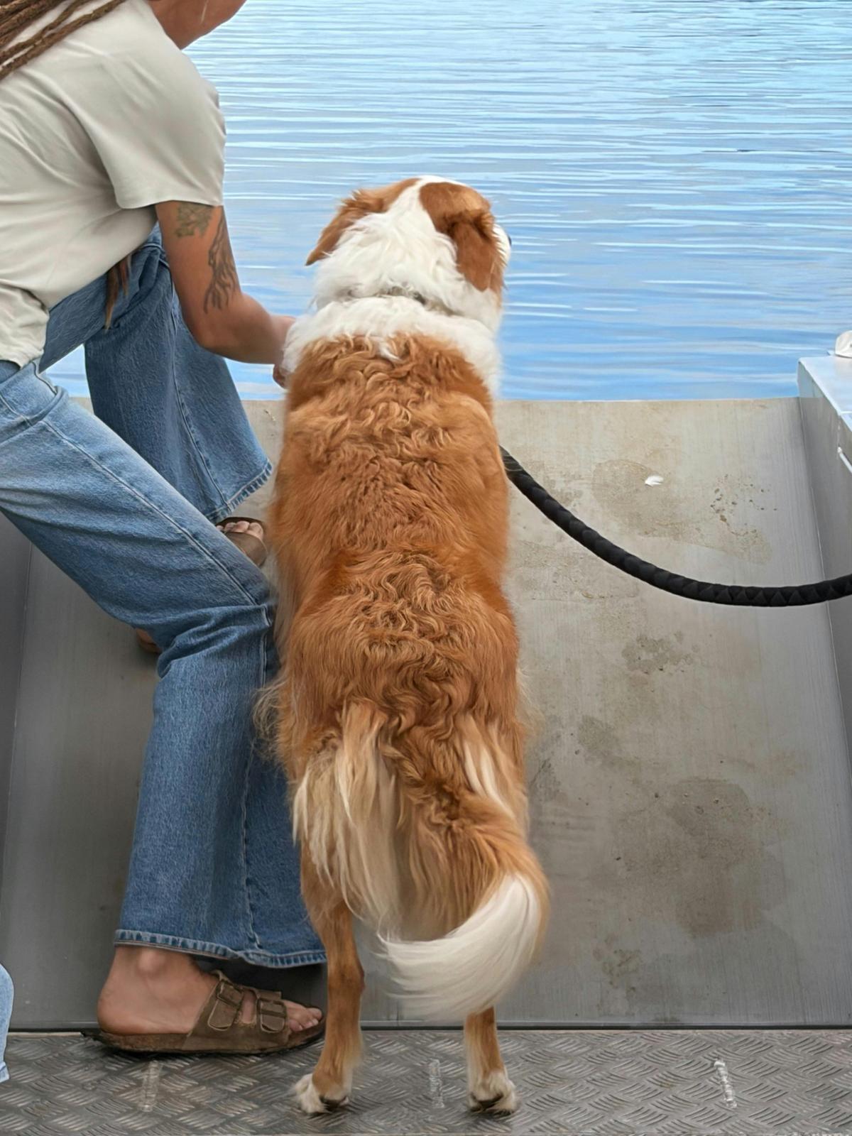 Manning River Ferry Services