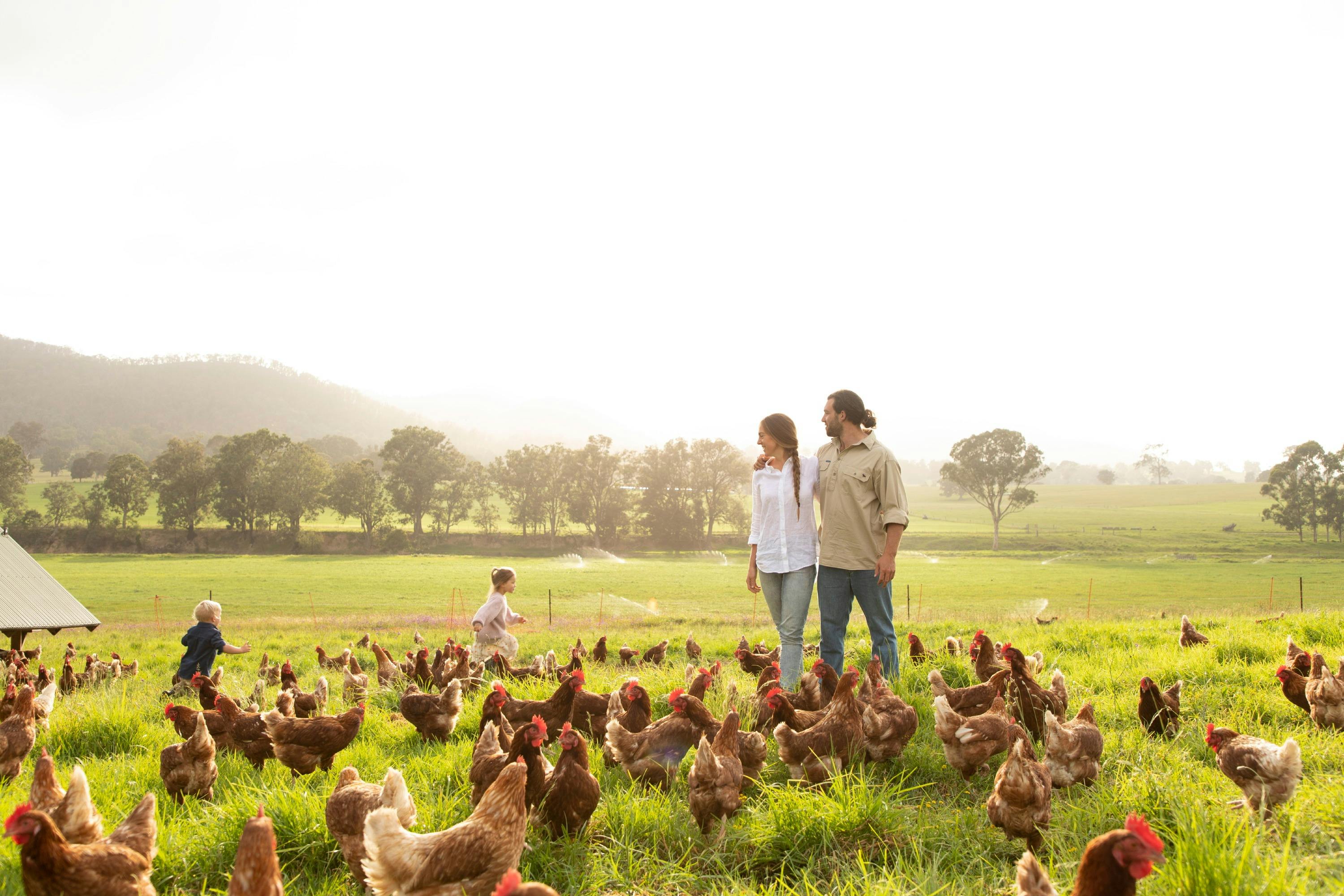 Egg production in Bega Valley