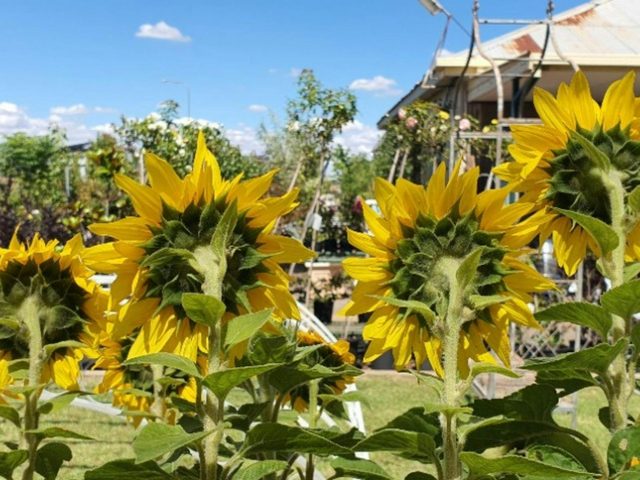 Greengecko Garden Centre