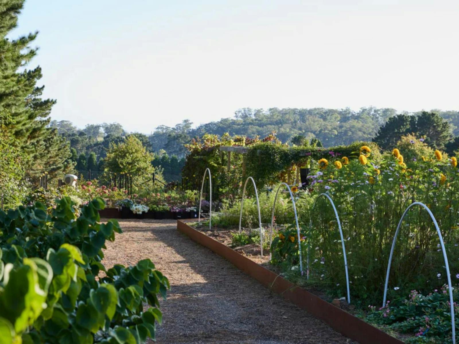 Oxley Hill Farm Flowers 5