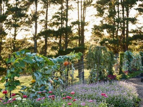 Oxley Hill Farm Flowers