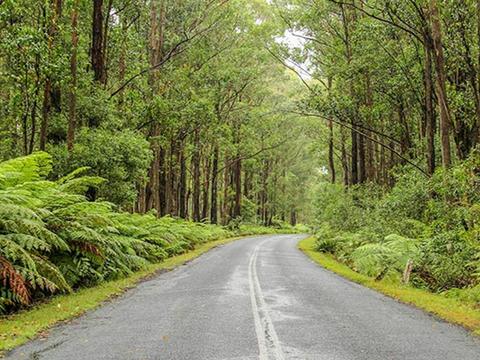 Goodenia Rainforest picnic area