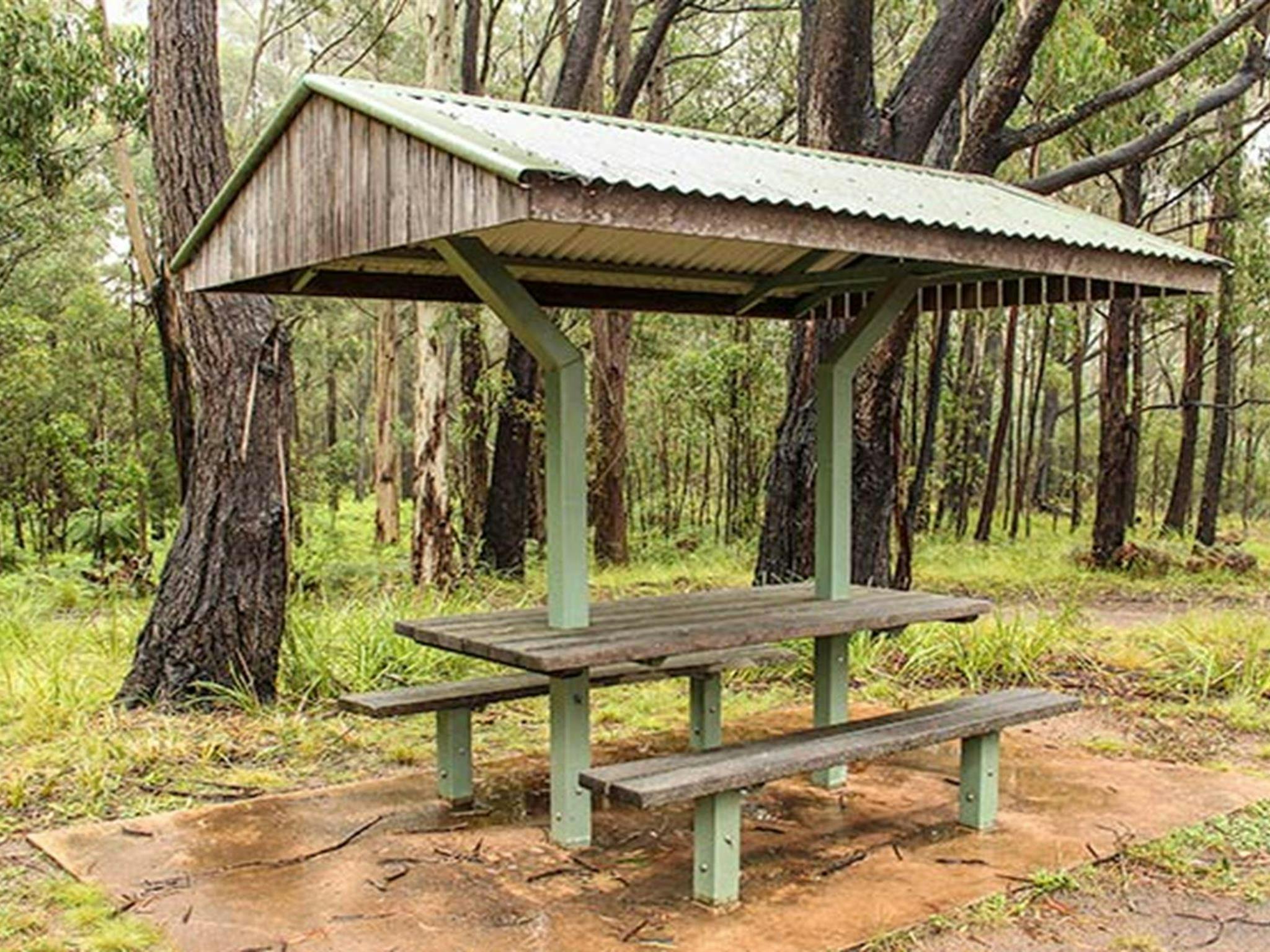 Goodenia Rainforest picnic area, South East Forest National Park. Photo: John Spencer