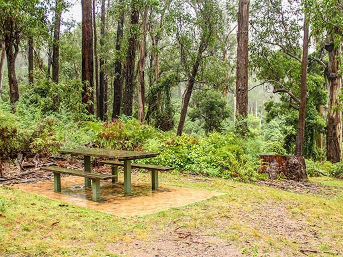 Goodenia Rainforest picnic area, South East Forest National Park. Photo: John Spencer