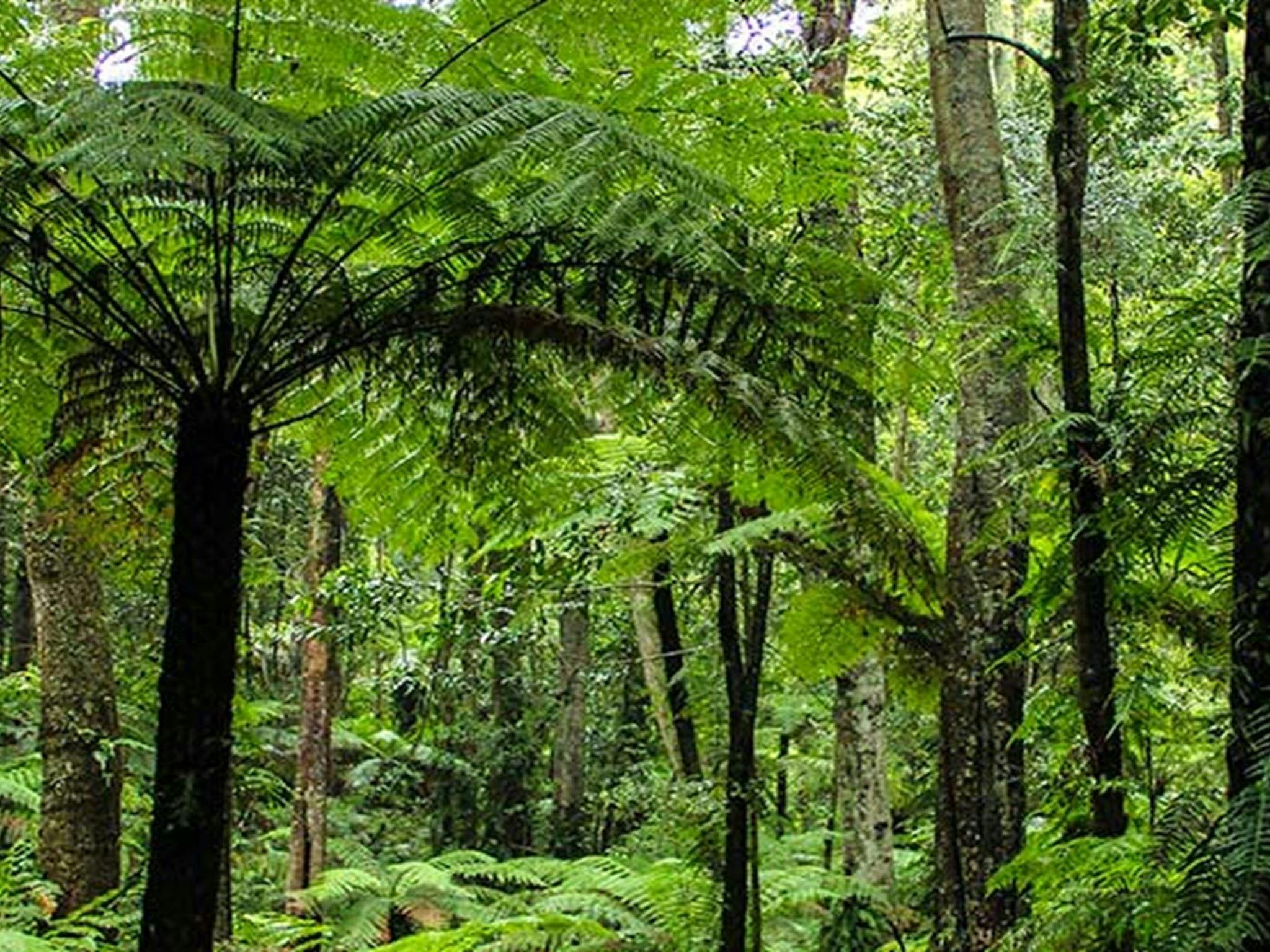 Goodenia Rainforest picnic area, South East Forest National Park. Photo credit: John Yurasek &copy;