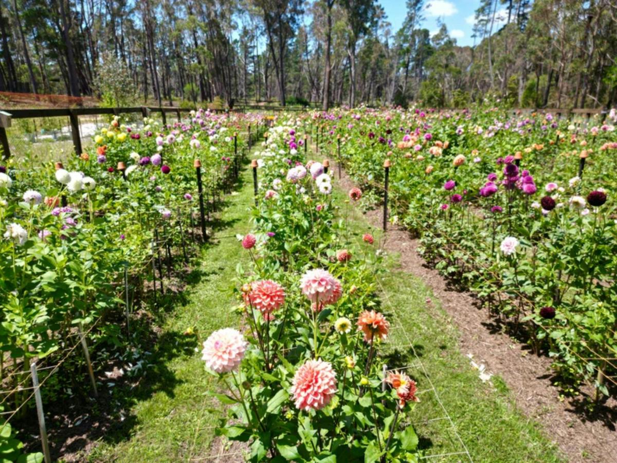 Southern Highlands Flower Farm 4