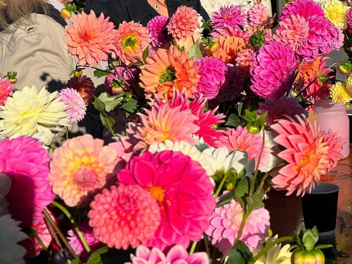 The Dahlia Patch 3