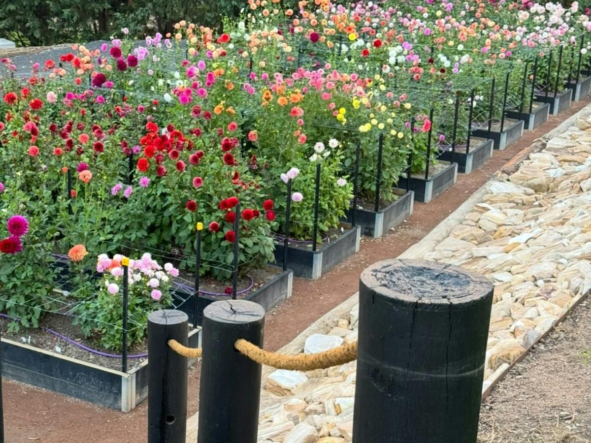 The Dahlia Patch 2