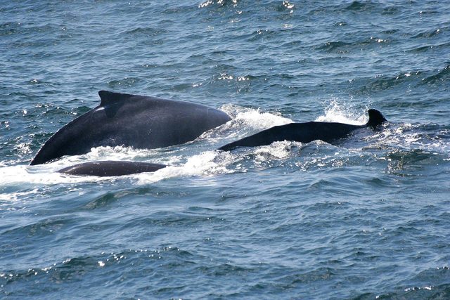 Gerringong Whale Watching Platform