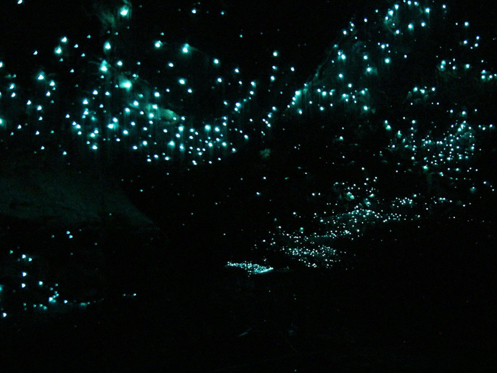 Glow Worm Glen 2
