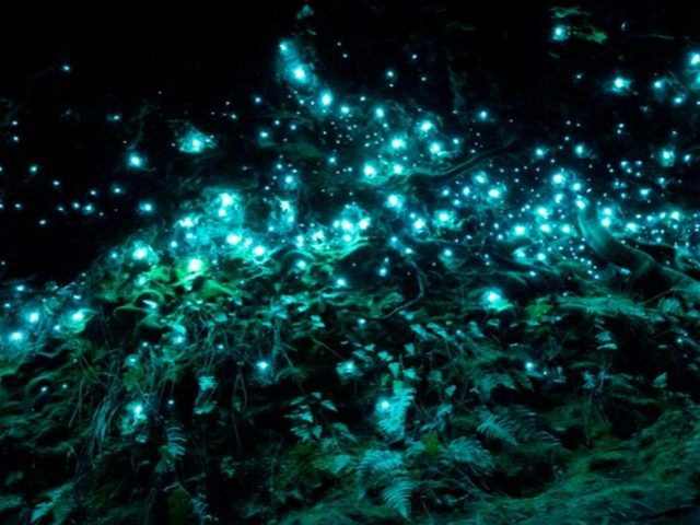 Glow Worm Glen