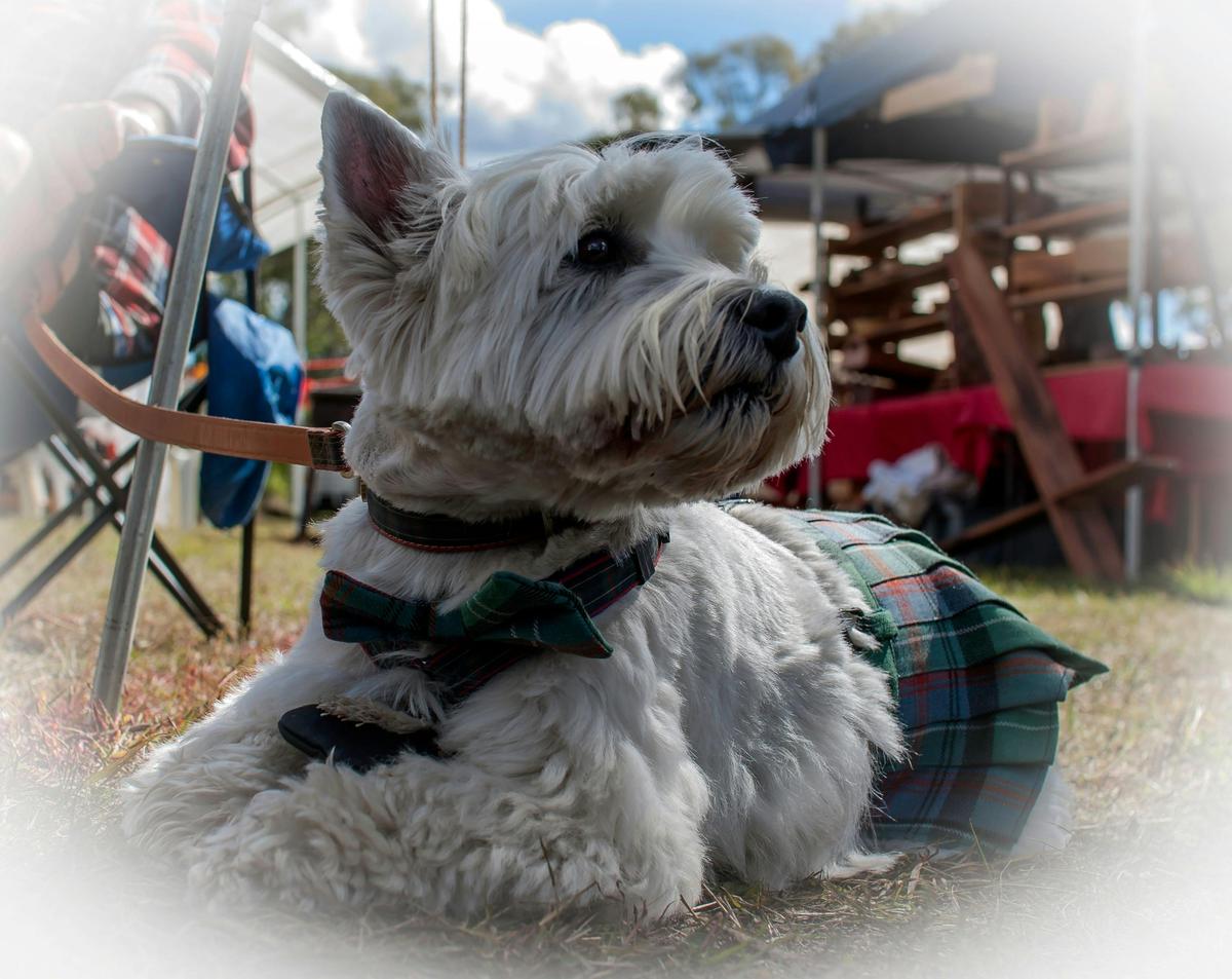 Scottie in Tartan