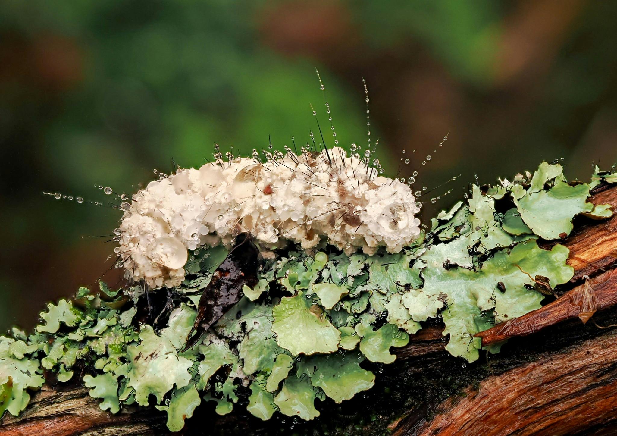Caterpillar on lichen