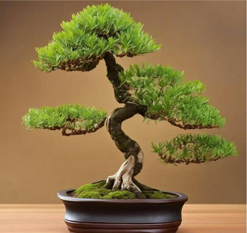 Bonsai Workshops