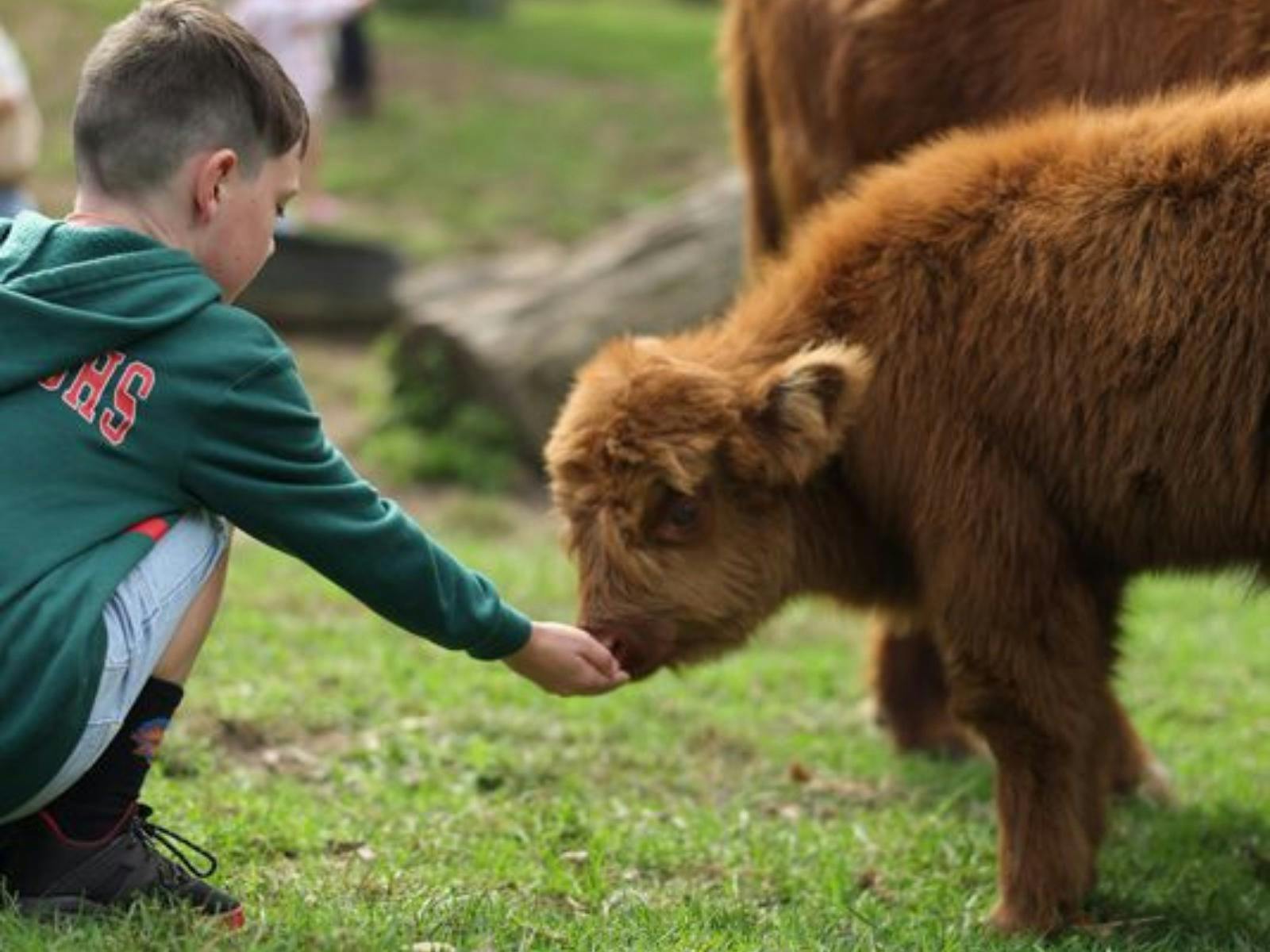 Glenworth Valley Wilderness Adventures Petting Farm