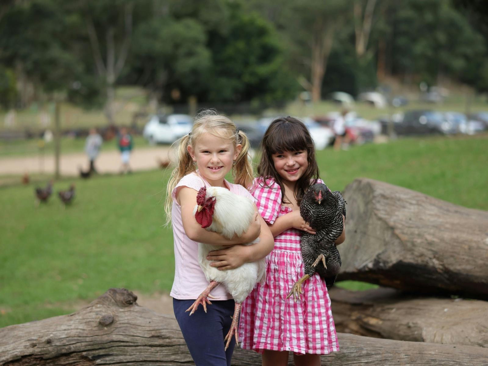Glenworth Valley Wilderness Adventures Petting farm