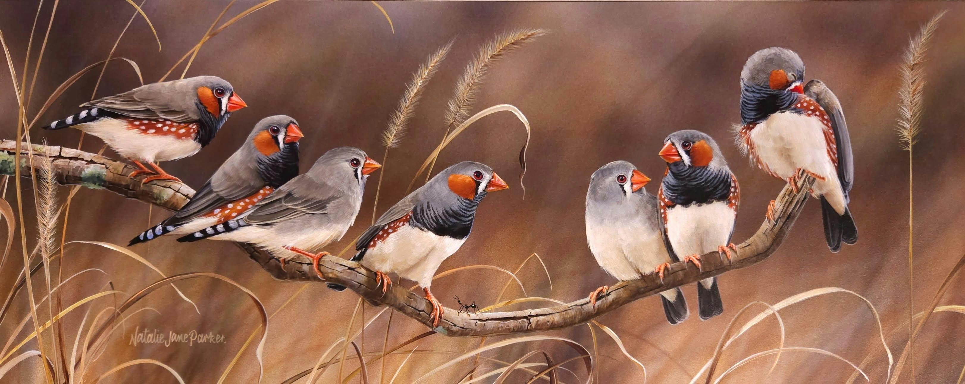 Finches on display
