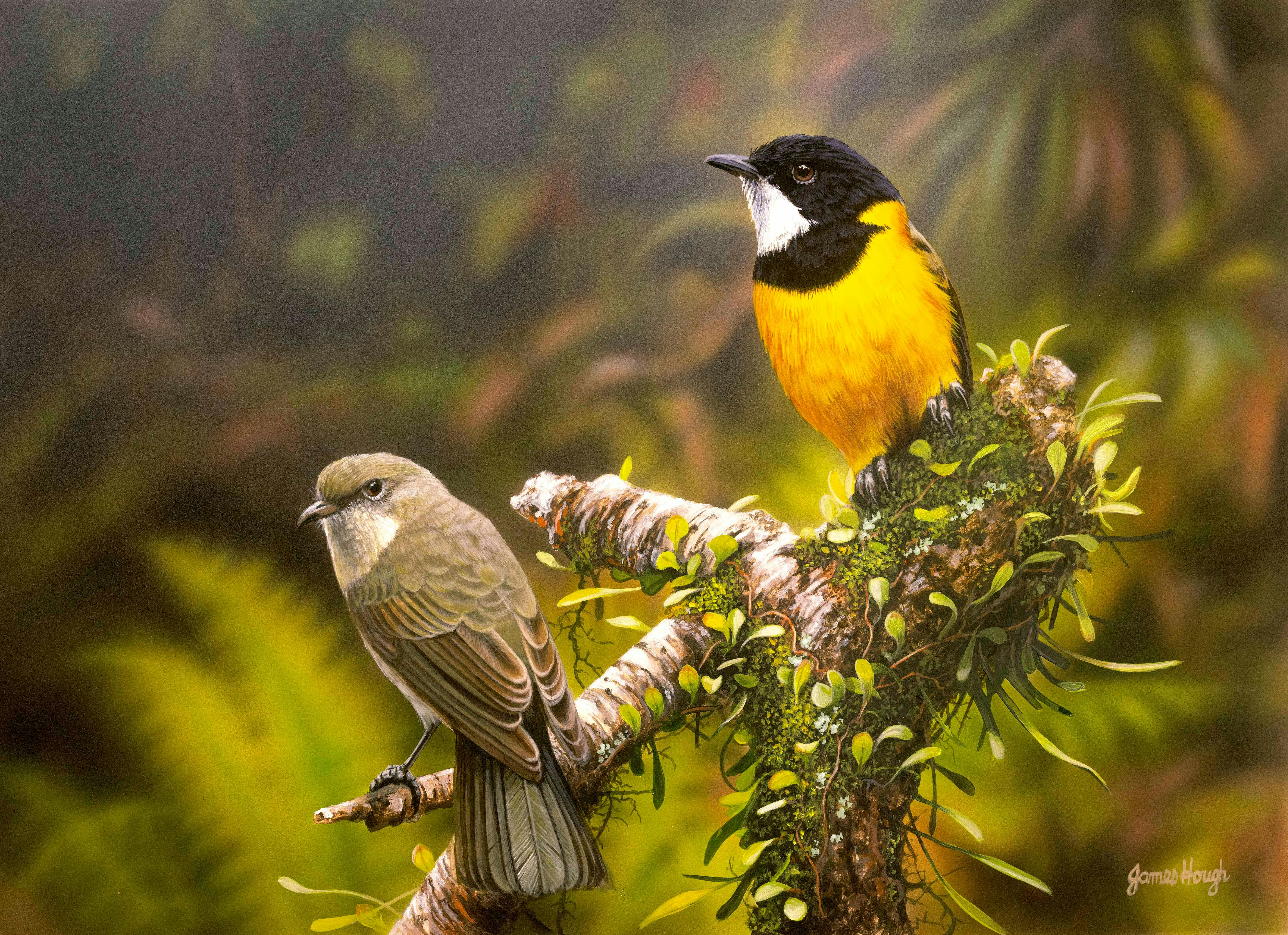 Golden Whistler painting