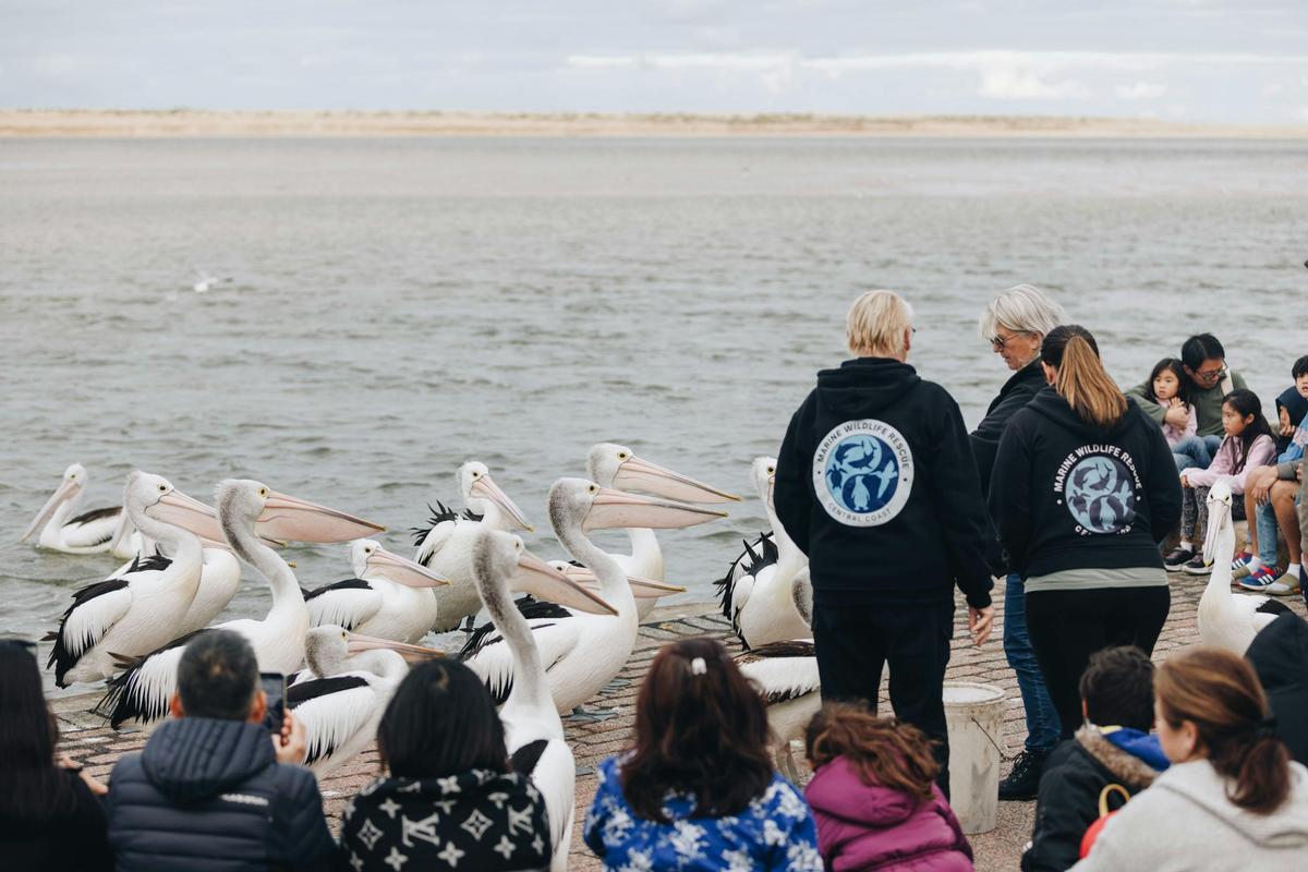 Pelican Time at The Entrance