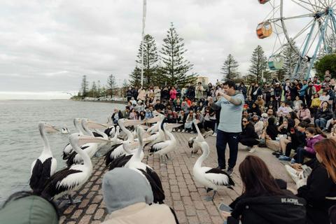 Pelican Time with Marine Wildlife Rescue Central Coast