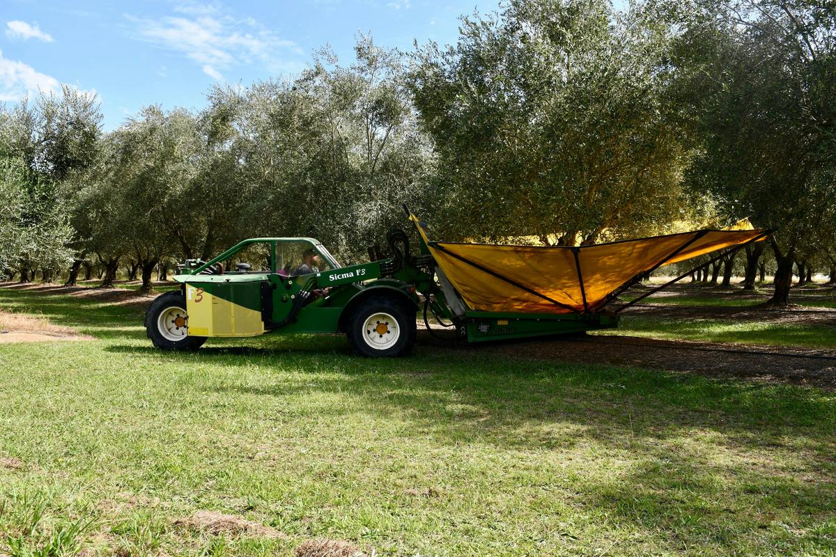 Olive Harvest