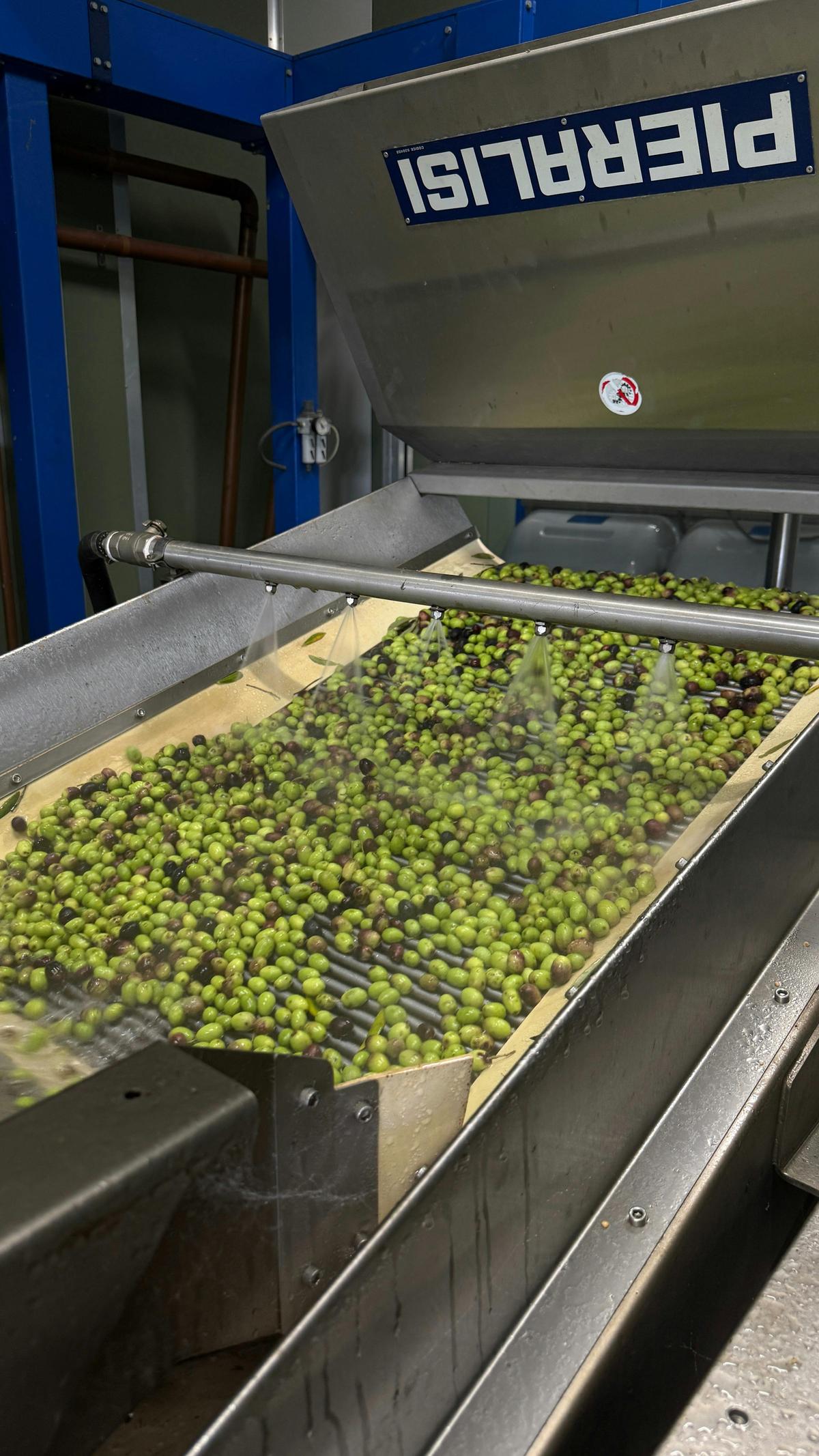 Olive Processing