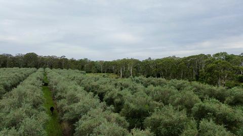 Adina Vineyard and Olive Grove - Olive Tasting Experience