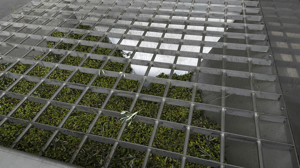 Olive Processing