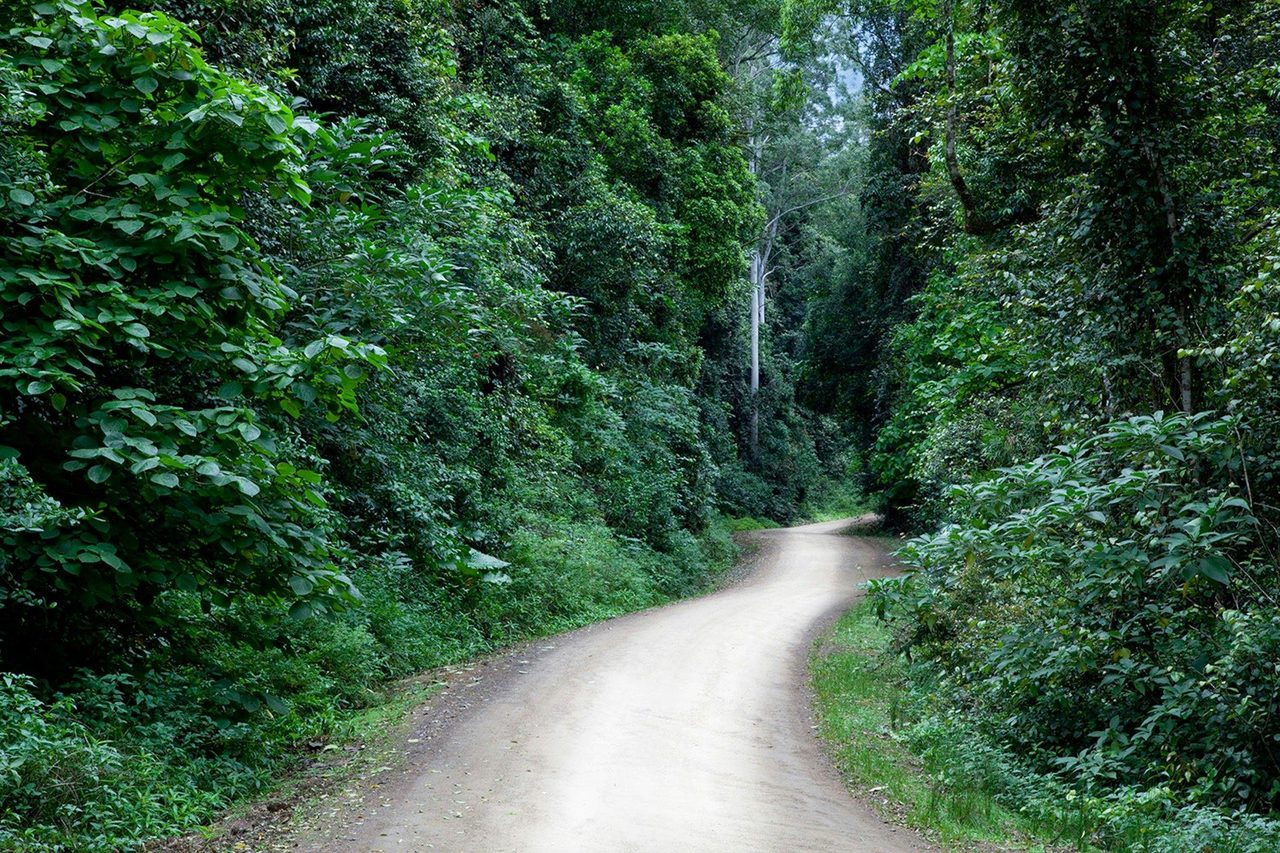 Road to Allyn River Rainfrest Walk