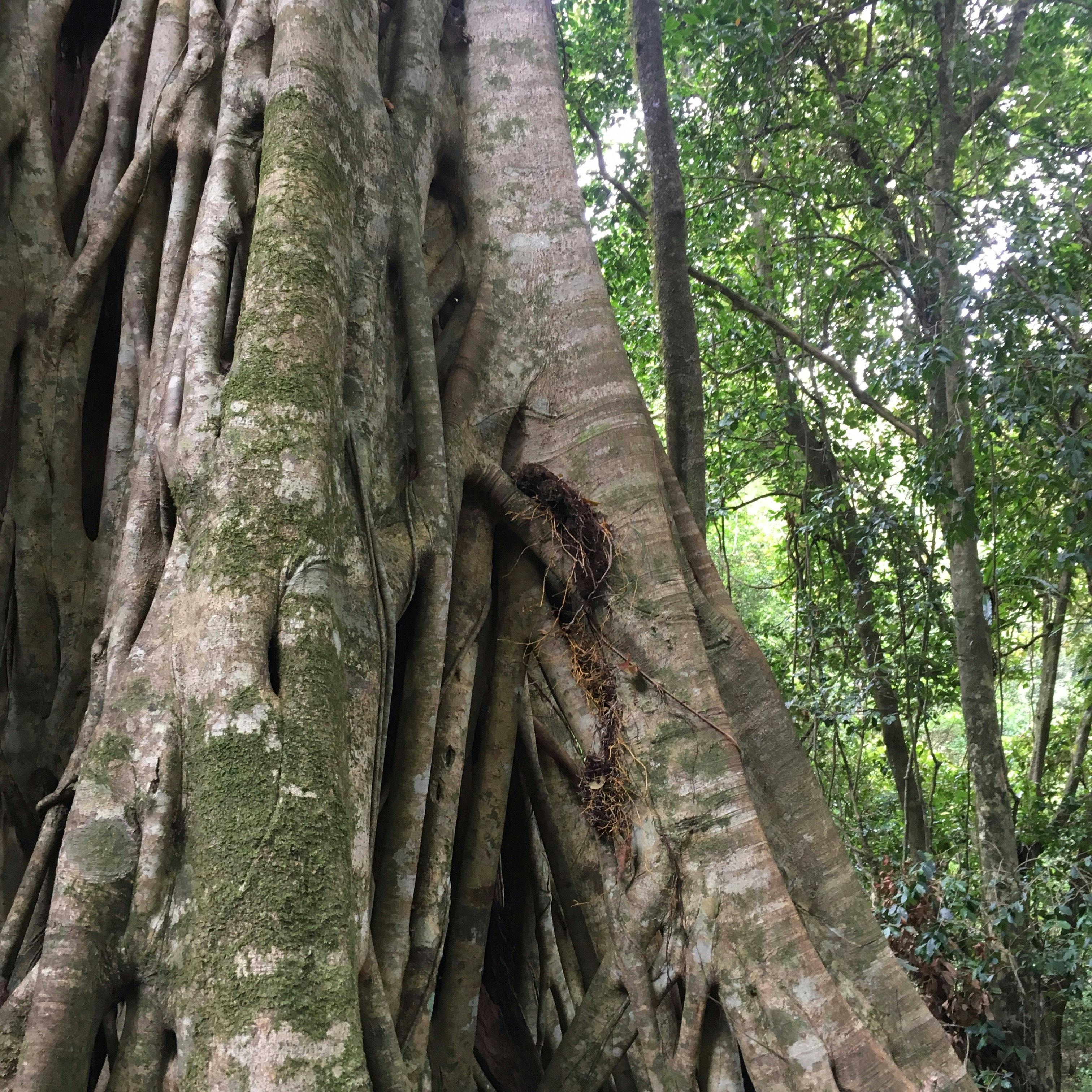 Rainforest giant, Allyn River Rainforest Walking Track