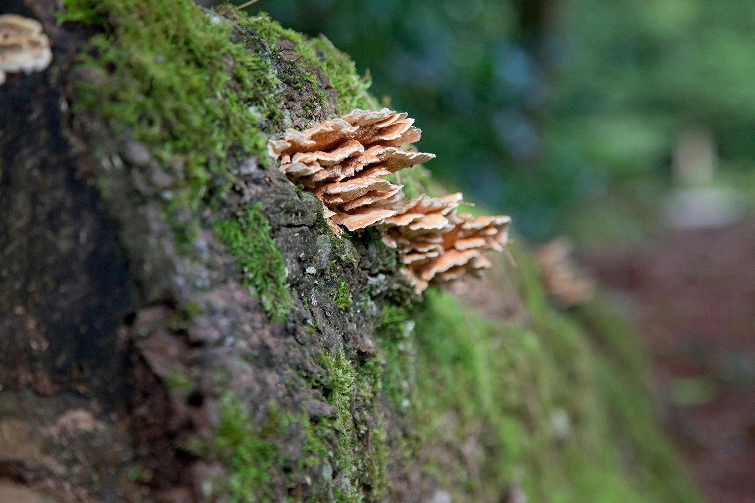 Delicate fungi can be found on the walk.