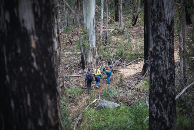 Alpine Ash Walk, Bago State Forest