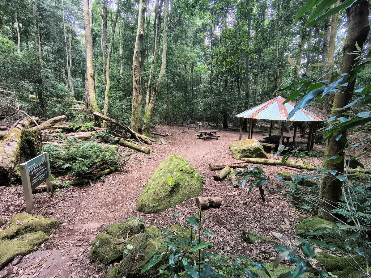 Leura Forest
