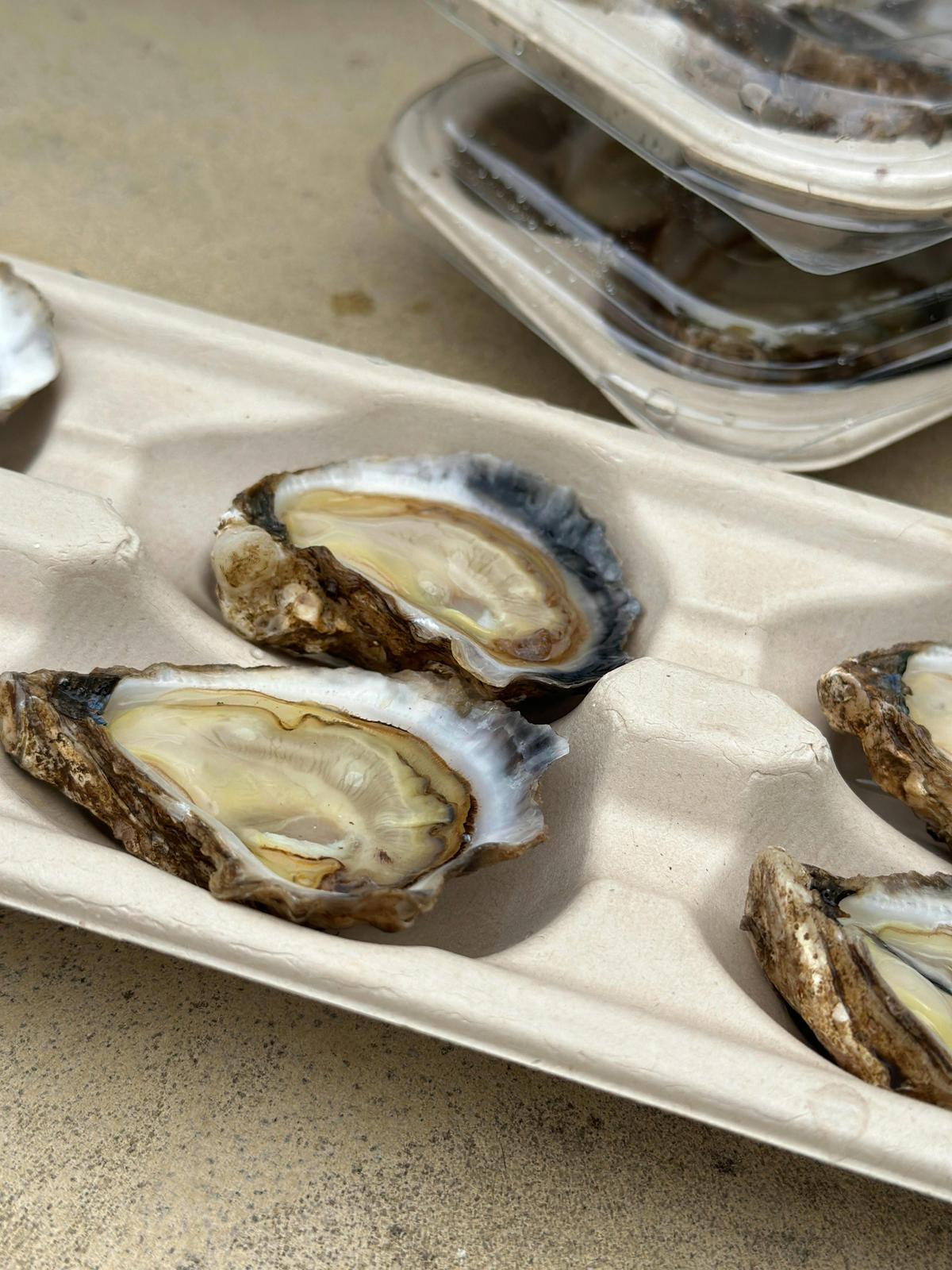 Mangrove Jack - shucked