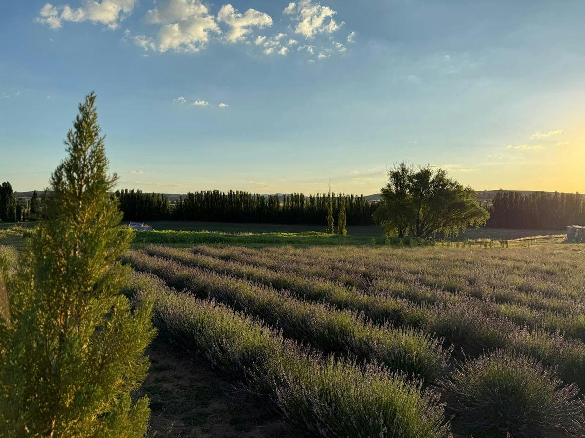 Lavender Rows