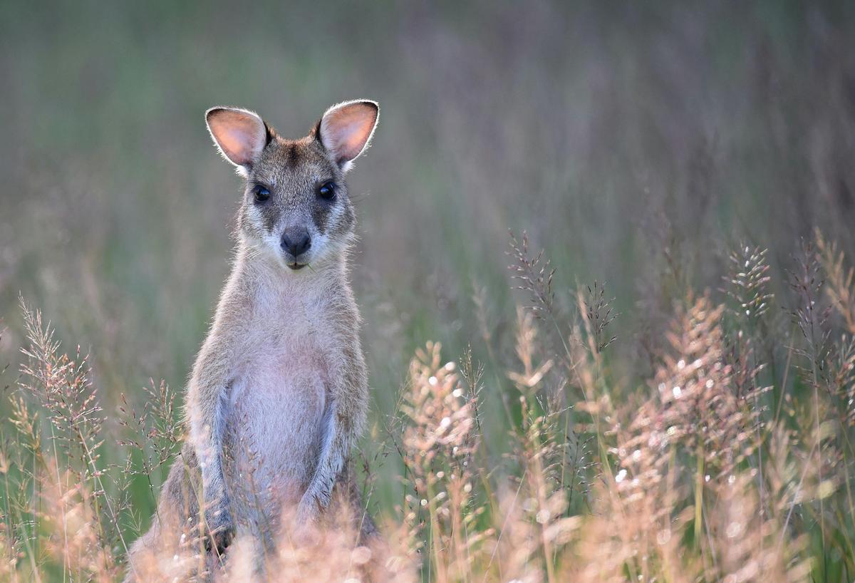 Local wildlife