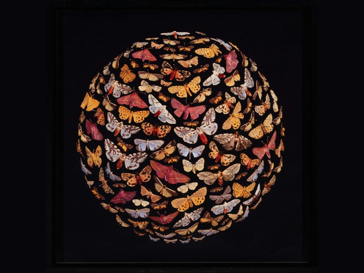 Colourful butterflies on a black background.