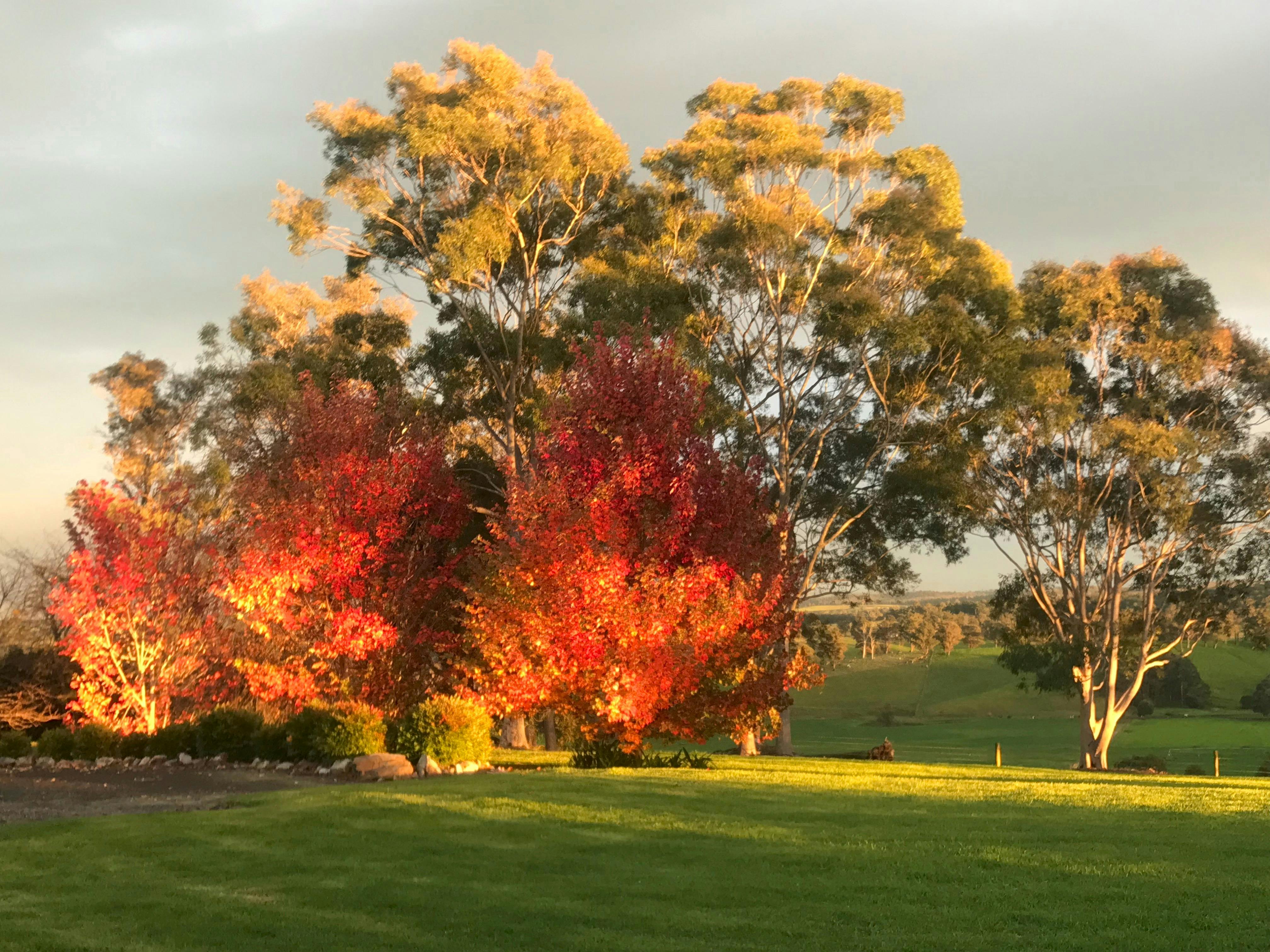 Autumn Trees in their Stunning  Colors