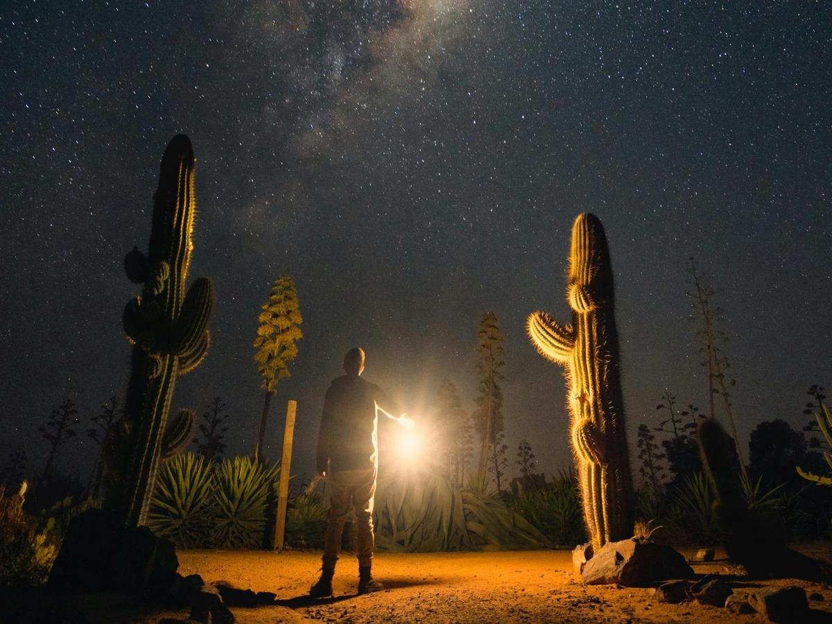 Cactus Country under the stars