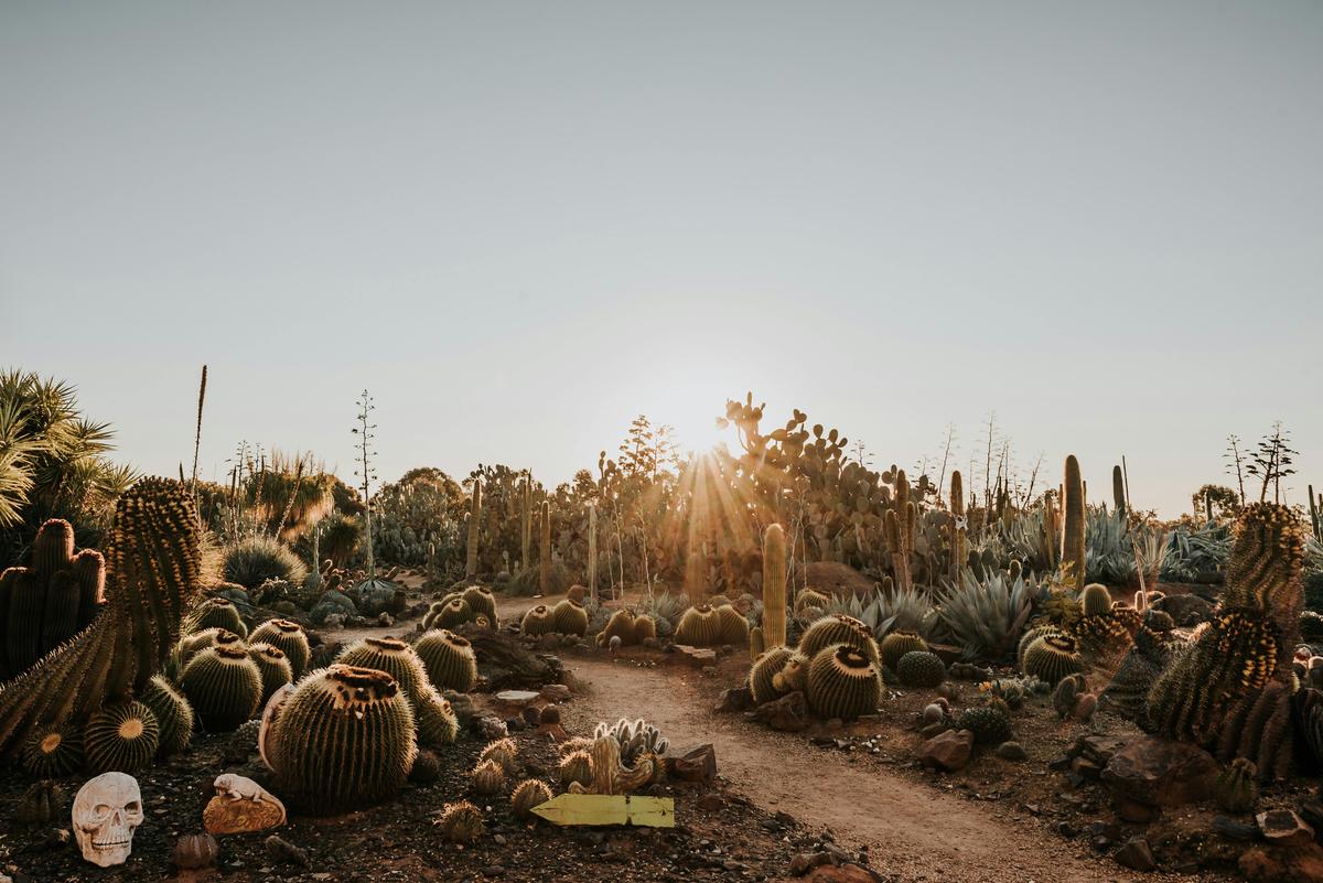 Sun setting over hundreds of Cacti