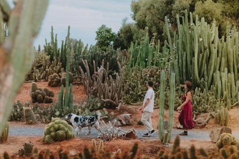 Cactus Country