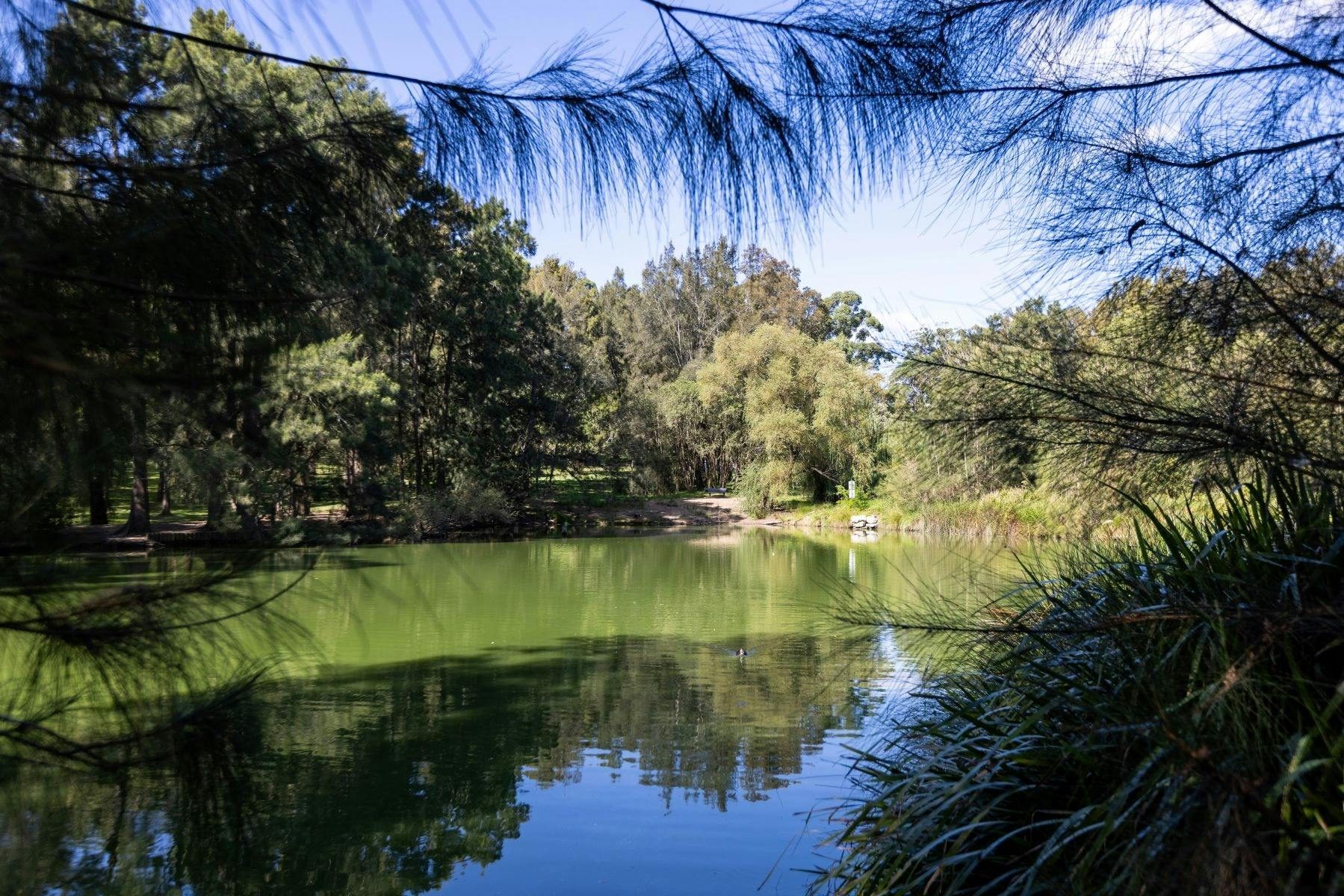 A scenic view of a pond with a blue sky above and foliage surrounding it.