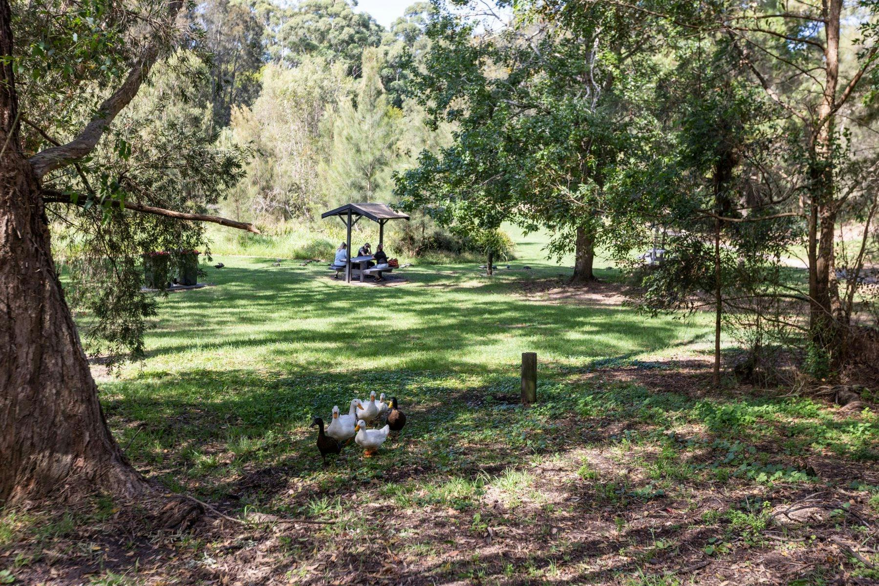 A group of people sit at a sheltered picnic bench is used while ducks waddle in front on the field.