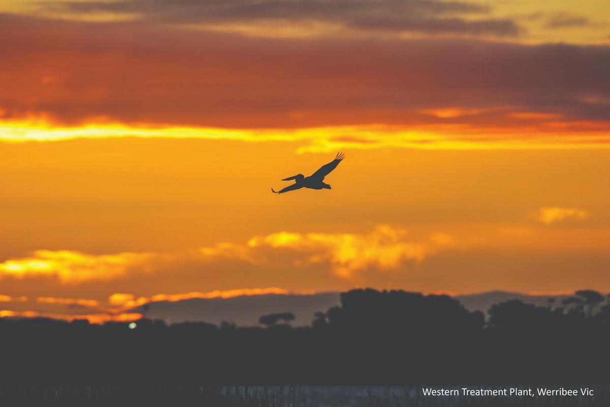 Birdlife in Werribee and Surrounds