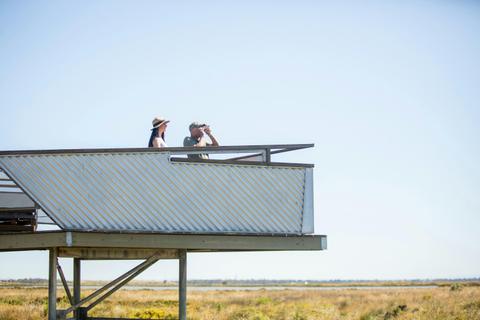 Birdlife in Werribee and Surrounds