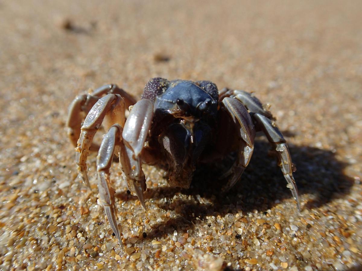 Soldier Crab, one of thousands