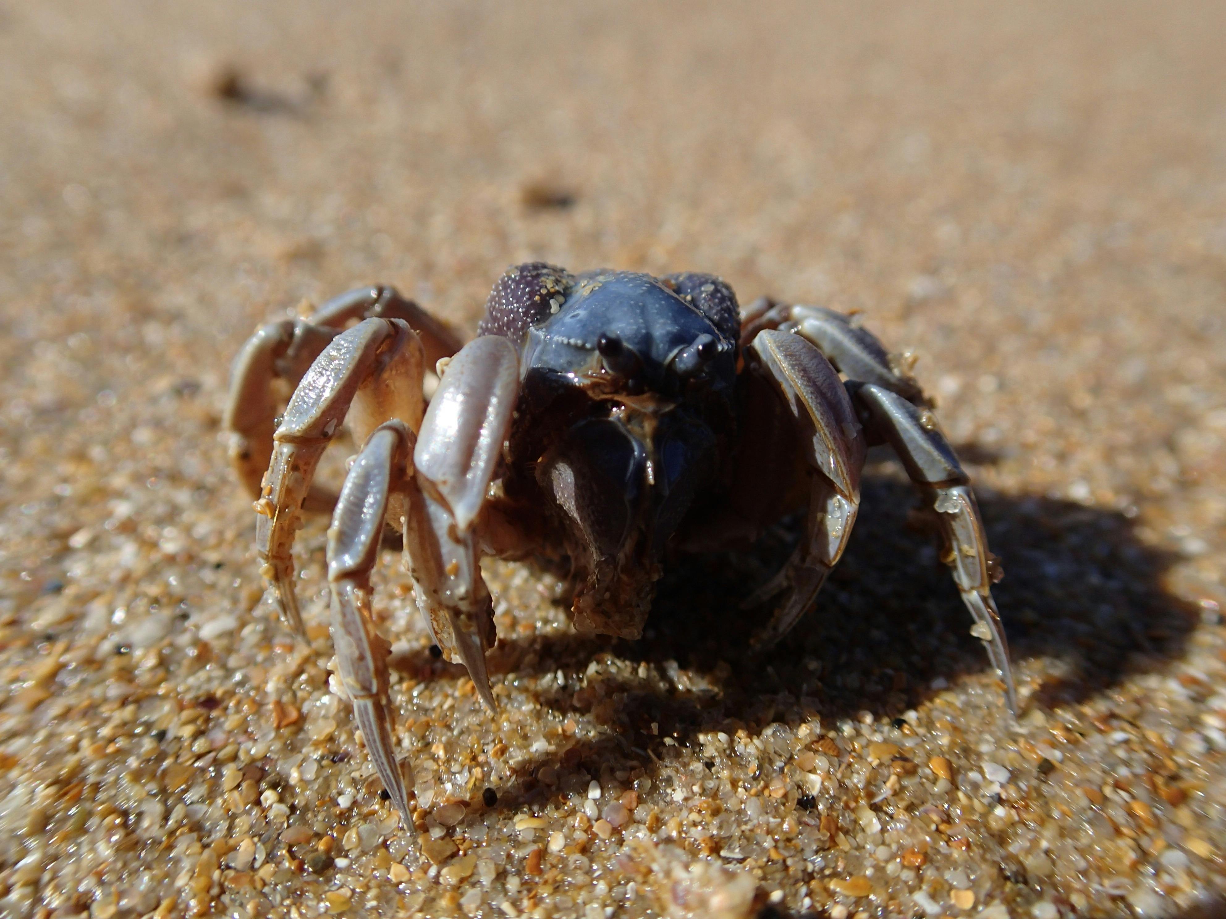 Soldier Crab, one of thousands