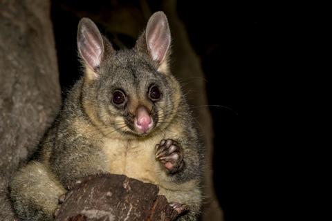 Brushtail Possum in the spotlight at night