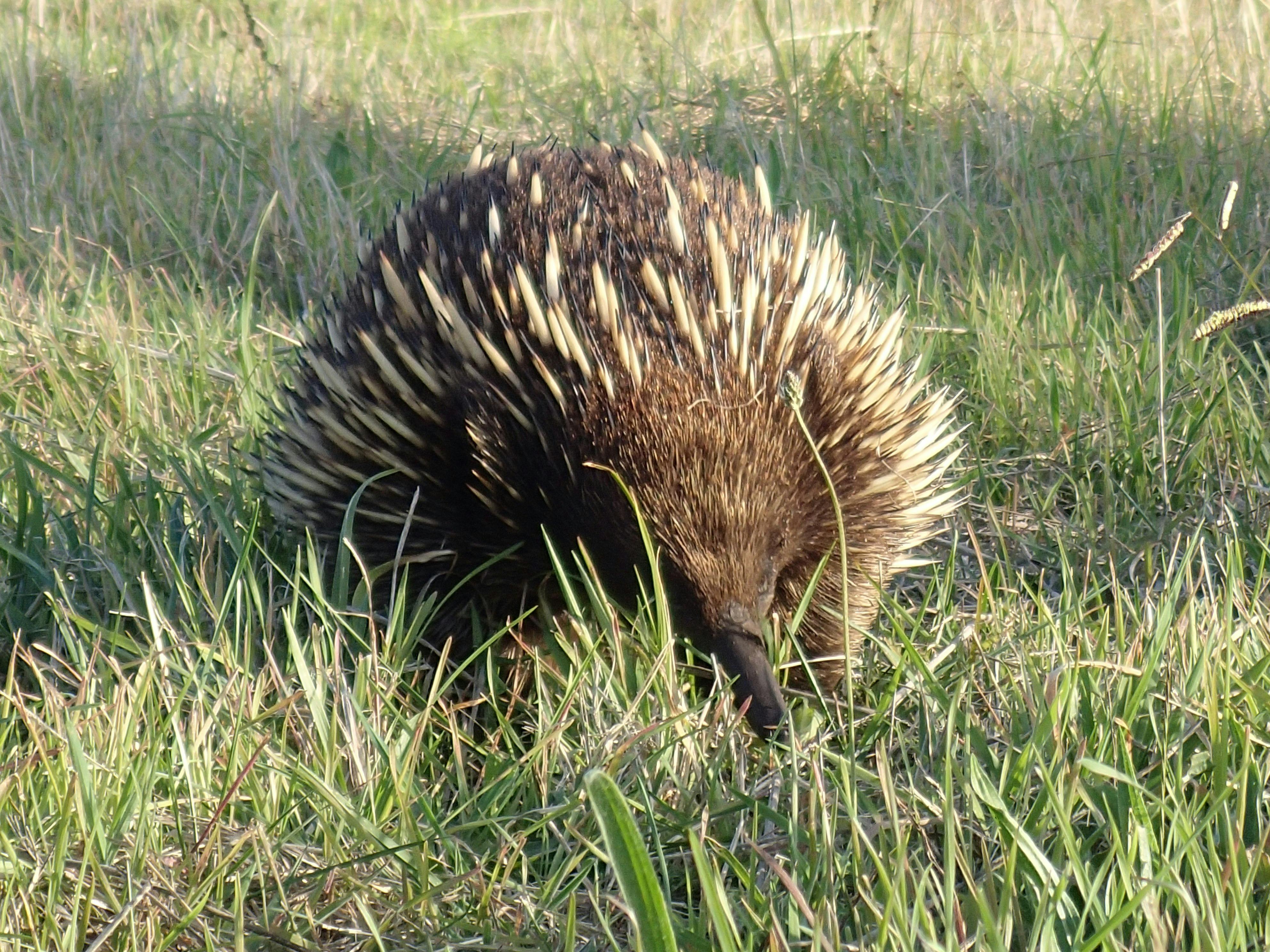 Nosy Visitor, often observed